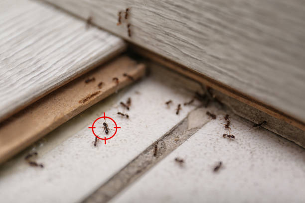 Best Pest Prevention Services  in Laporte, CO