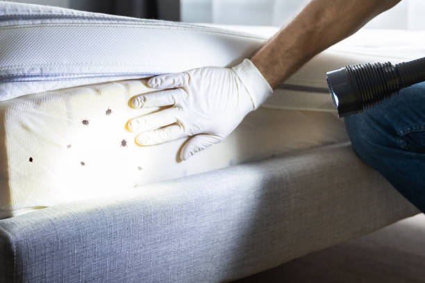Best Ant Control Services  in Laporte, CO