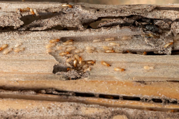 Best Pest Inspection Near Me  in Laporte, CO